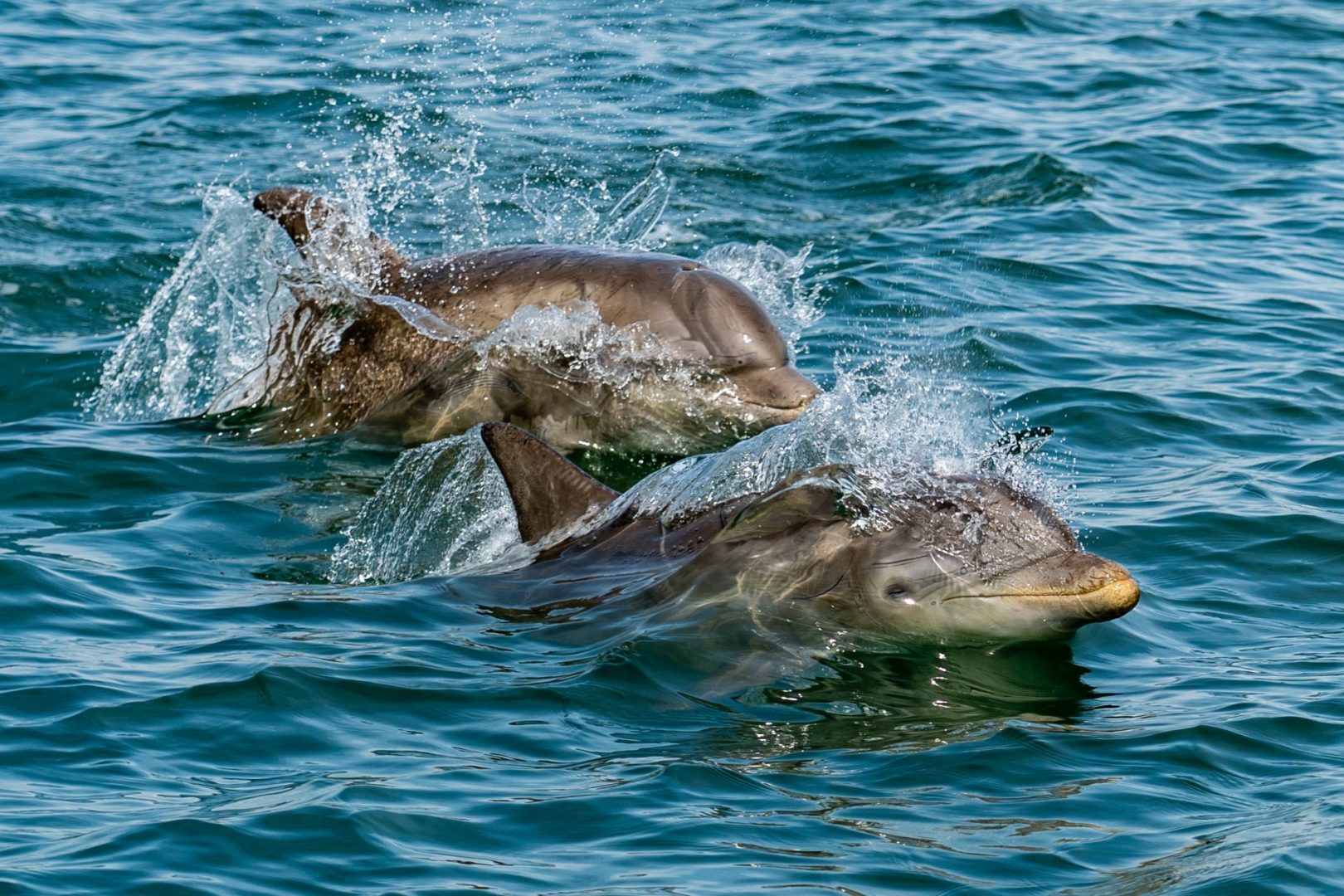 On a boat tour in the Chesapeake Bay you may well see dolphins swimming along.